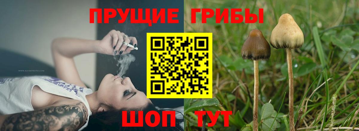 Галлюциногенные грибы прущие грибы Апатиты